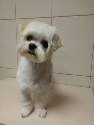 Salon dla psów TOP DOG w Opolu, Salon dla psów w Luboszycach.